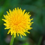 Gyermekláncfű (Taraxacum officinale)