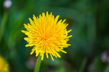 Sárga mezei virágok - Erdélyi képek