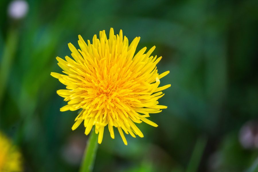 Gyermekláncfű (Taraxacum officinale)