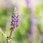 Mezei zsálya (Salvia pratensis)