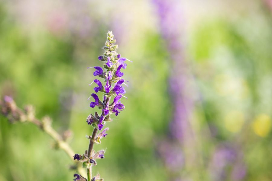 Mezei zsálya (Salvia pratensis)