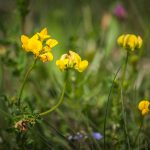 Szarvaskerep (Lotus corniculatus)