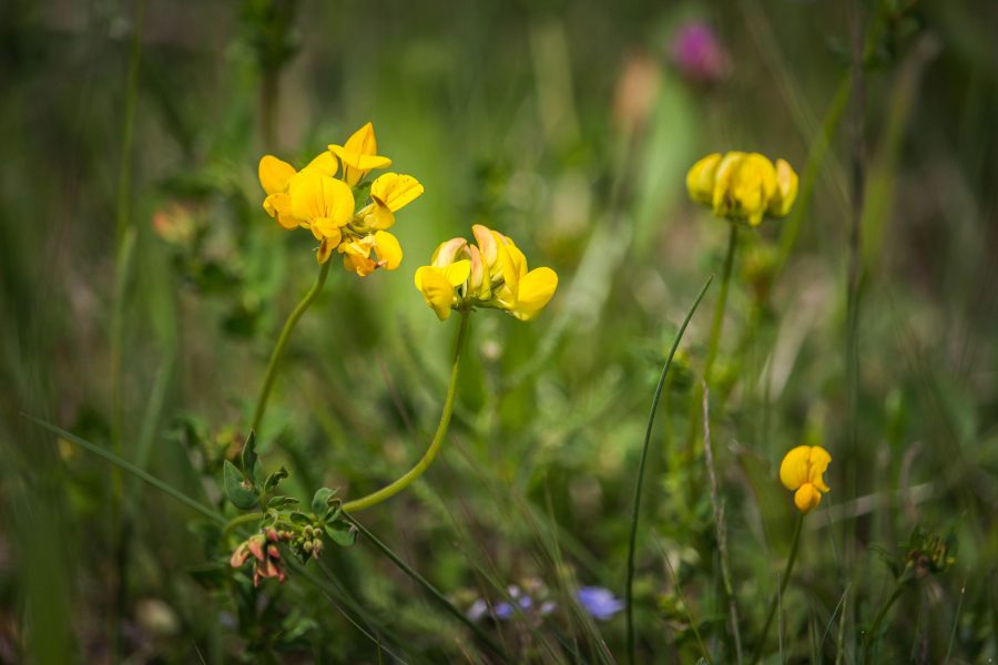 Szarvaskerep (Lotus corniculatus)