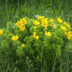 Tavaszi hérics (Adonis vernalis)