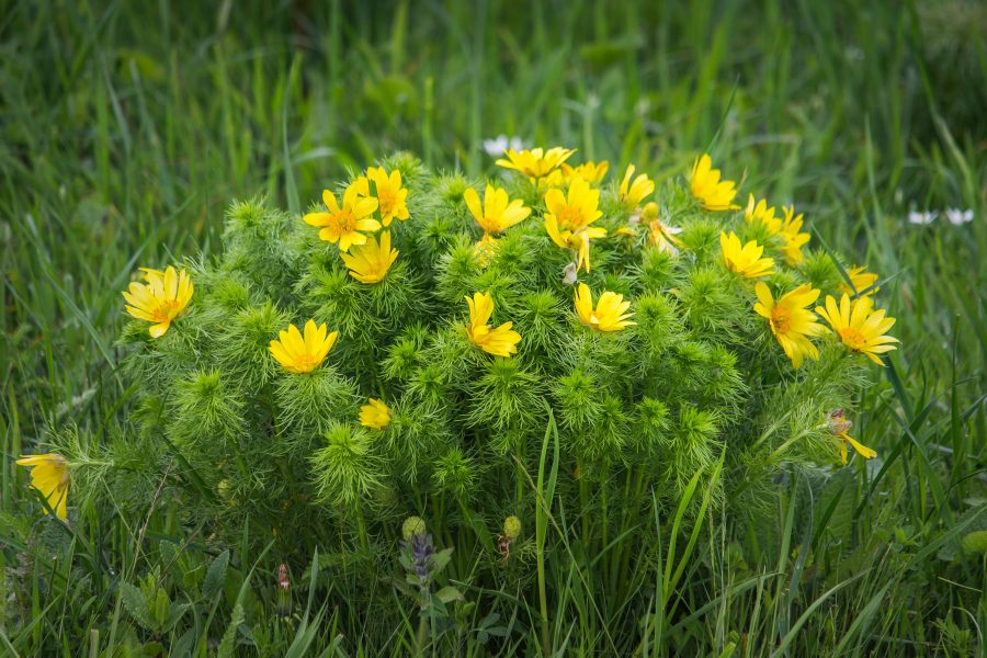 Tavaszi hérics (Adonis vernalis)