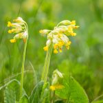 Tavaszi kankalin (Primula veris)