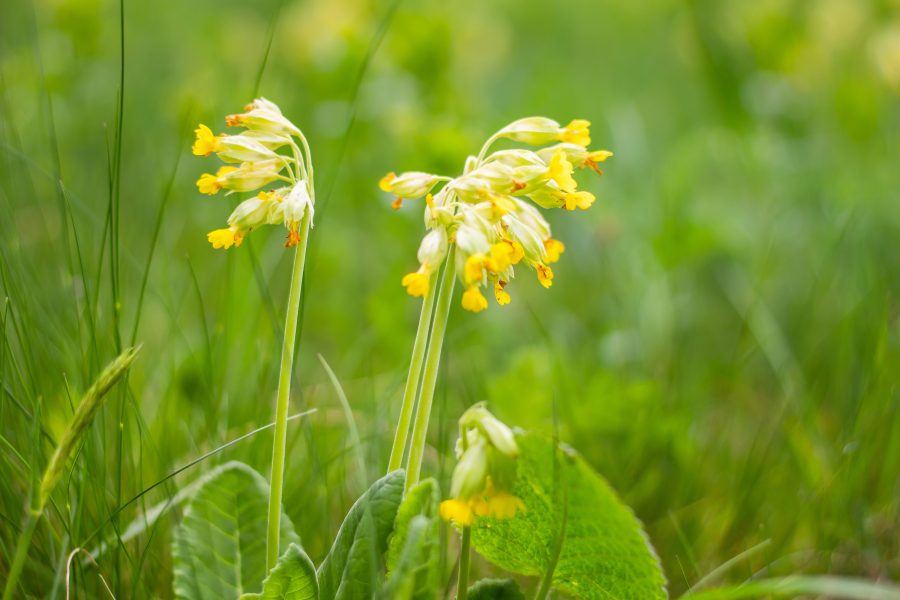 Tavaszi kankalin (Primula veris)