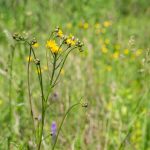 Vesszős aggófű (Senecio inaequidens)