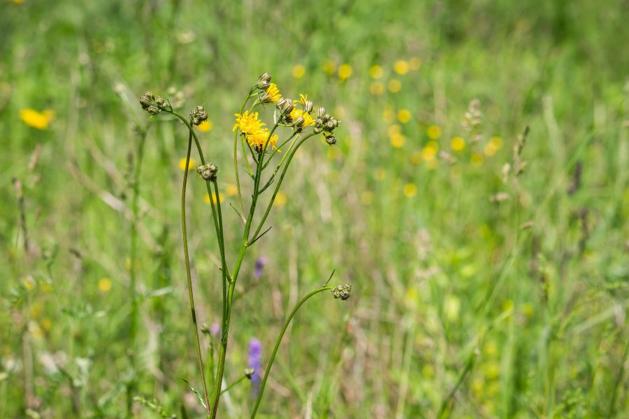 Vesszős aggófű (Senecio inaequidens)