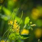 Vérehulló fecskefű (Chelidonium majus)