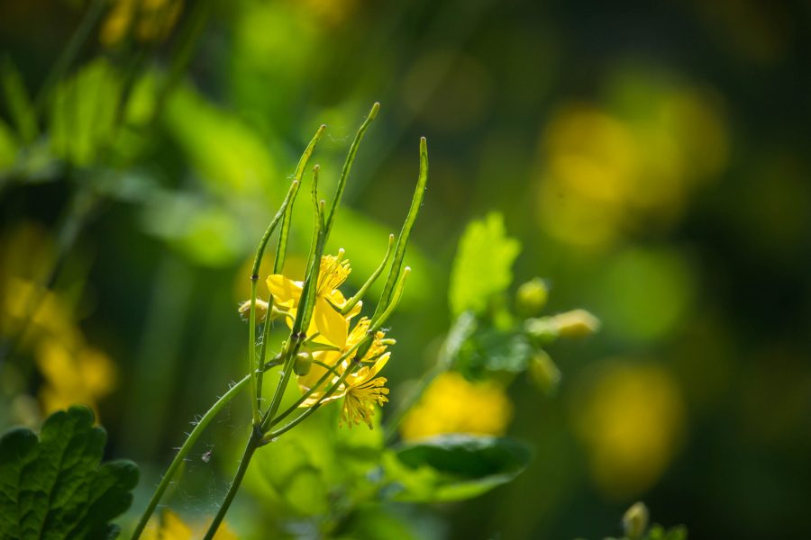 Vérehulló fecskefű (Chelidonium majus)