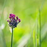 A liliomfélék családjába tartozó kígyóhagyma (Allium scorodoprasum)