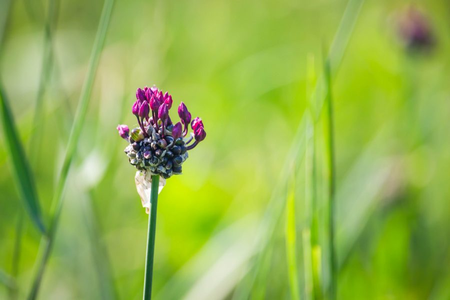 A liliomfélék családjába tartozó kígyóhagyma (Allium scorodoprasum)