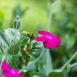Bársonyos kakukkszegfű (Lychnis coronaria)
