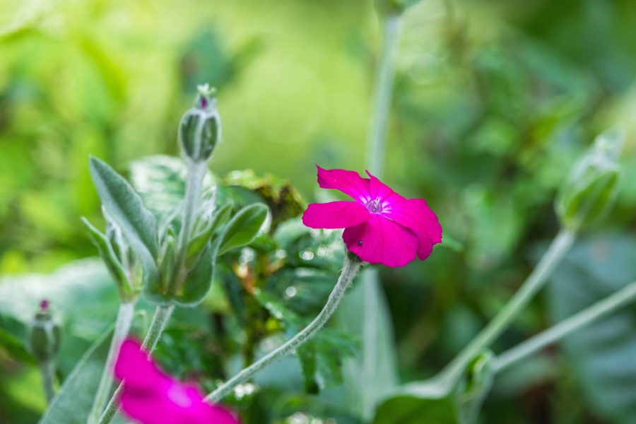 Bársonyos kakukkszegfű (Lychnis coronaria)