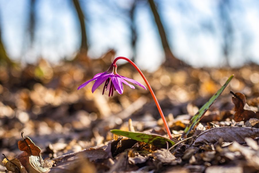 Kakasmandikó (Erythronium dens-canis)