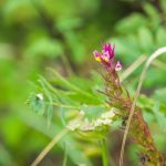 Mezei csormolya (Melampyrum arvense)