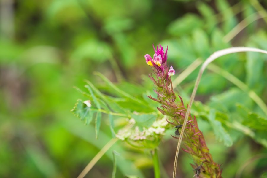 Mezei csormolya (Melampyrum arvense)