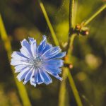 Mezei katáng, avagy népies nevén katángkóró (Cichorium intybus)