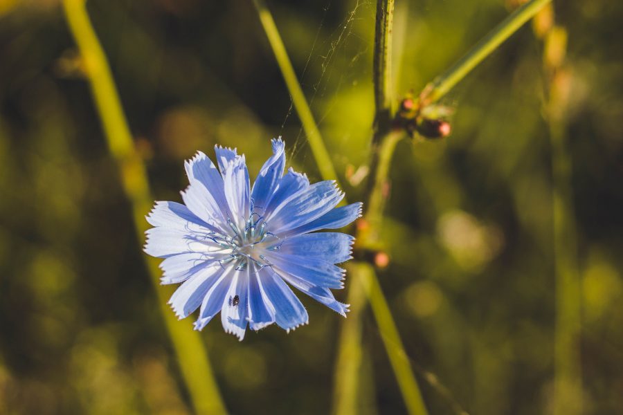 Mezei katáng, avagy népies nevén katángkóró (Cichorium intybus)