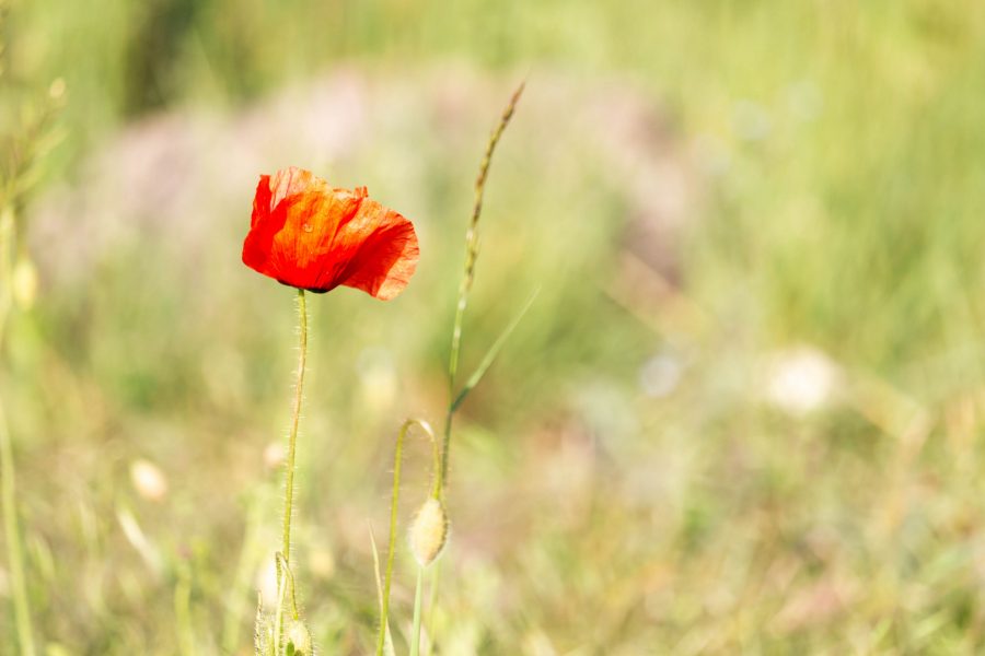 Pipacs vagy vadmák (Papaver rhoeas)