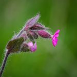 Piros mécsvirág (Silene dioica)