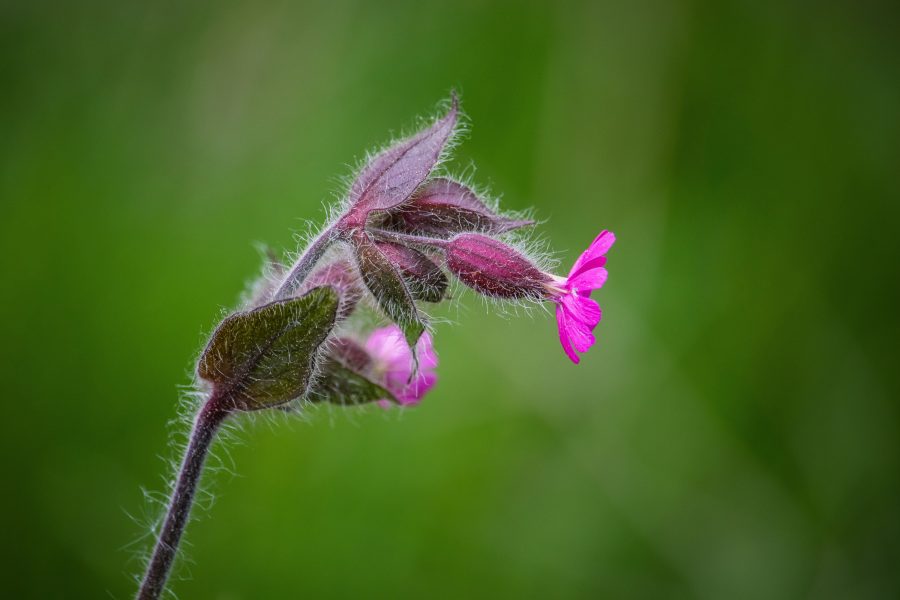 Piros mécsvirág (Silene dioica)