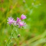 Réti imola (Centaurea jacea)