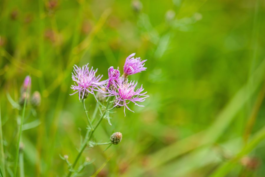 Réti imola (Centaurea jacea)