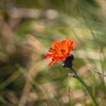 Rezes hölgymál (Hieracium aurantiacum)