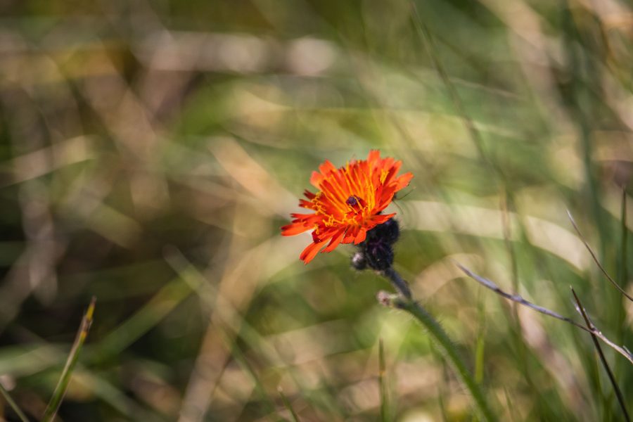 Rezes hölgymál (Hieracium aurantiacum)