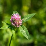 Réti here vagy vörös here (Trifolium pratense)