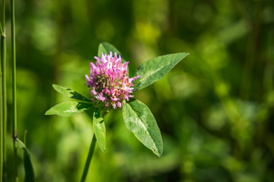 Réti here vagy vörös here (Trifolium pratense)