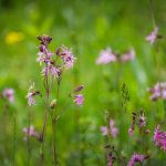 Réti kakukkszegfű (Lychnis flos-cuculi)