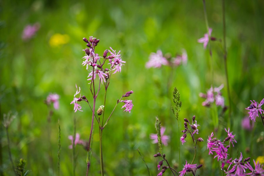 Réti kakukkszegfű (Lychnis flos-cuculi)