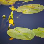 Sárga vízitök (Nuphar lutea)