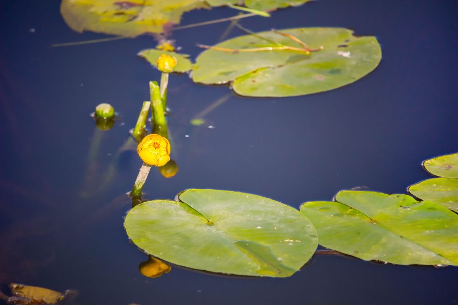 Sárga vízitök (Nuphar lutea)