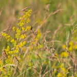 Tejoltó galaj (Galium verum)