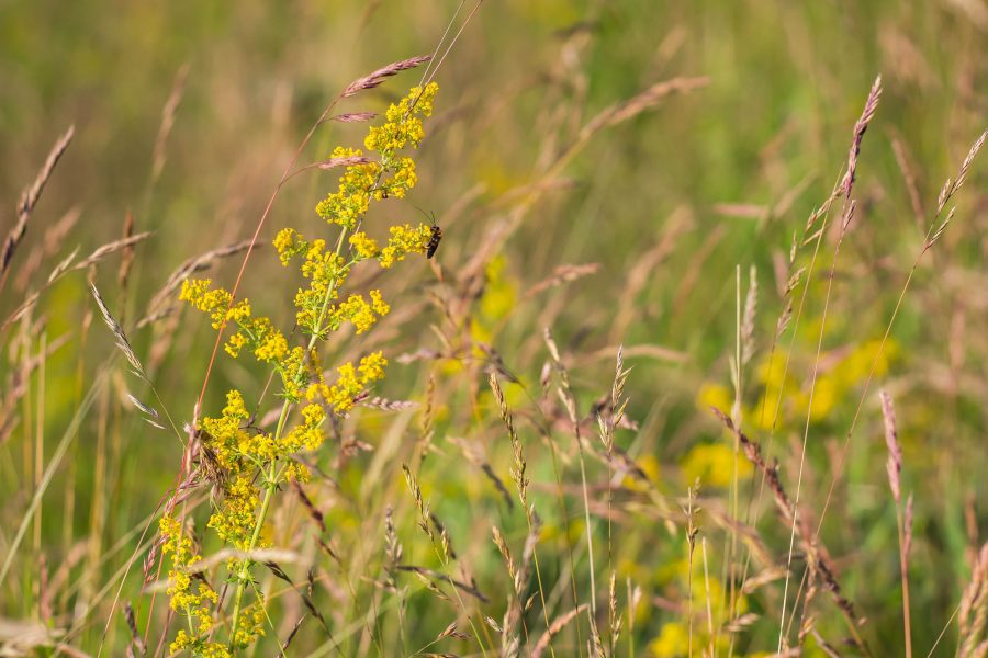 Tejoltó galaj (Galium verum)