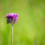 Töviskés imola (Centaurea spinulosa)