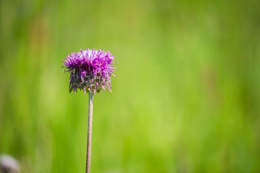 Töviskés imola (Centaurea spinulosa)