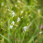 Ágas homokliliom (Anthericum ramosum)