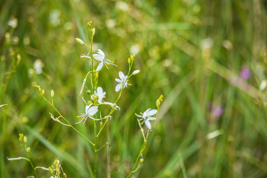 Ágas homokliliom (Anthericum ramosum)