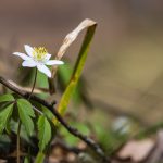 Berki szellőrózsa (Anemone nemorosa)