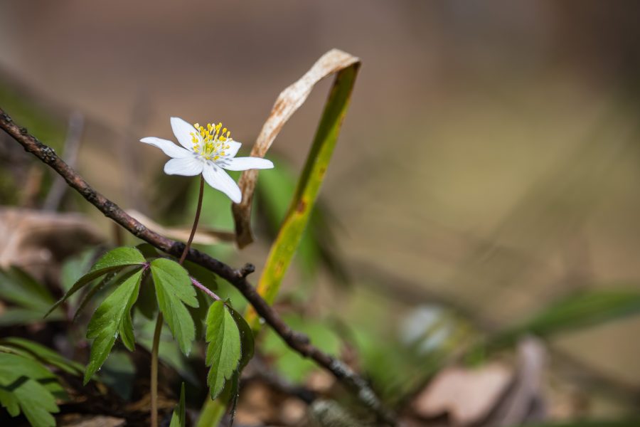Berki szellőrózsa (Anemone nemorosa)