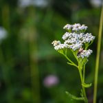 Cickafark avagy egérfarkúfű (Achillea millefolium)