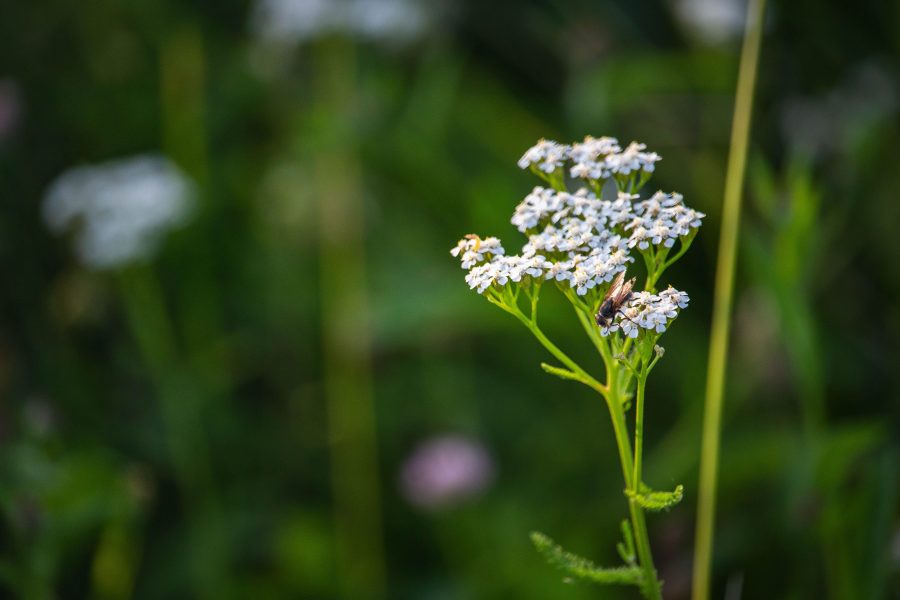 Cickafark avagy egérfarkúfű (Achillea millefolium)