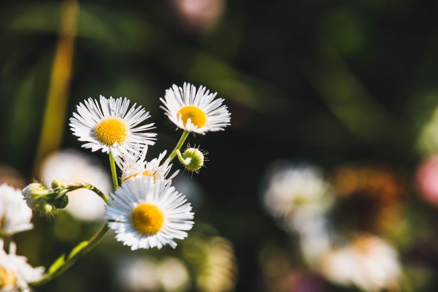 Egynyári seprence (Stenactis annua, régebben Erigeron annuus)