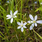 Ernyős sárma (Ornithogalum umbellatum)