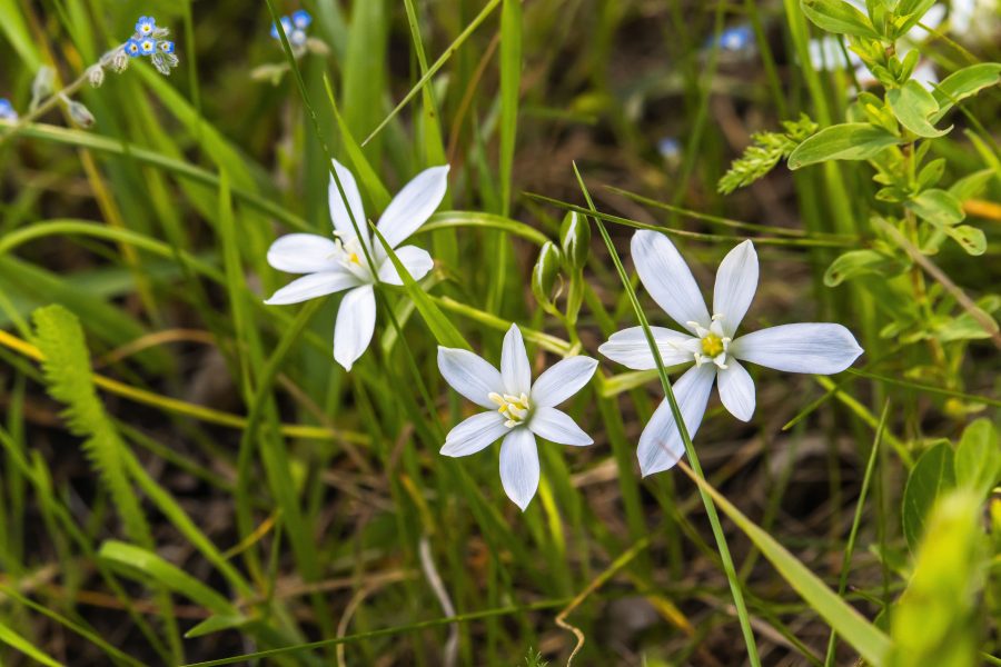 Ernyős sárma (Ornithogalum umbellatum)